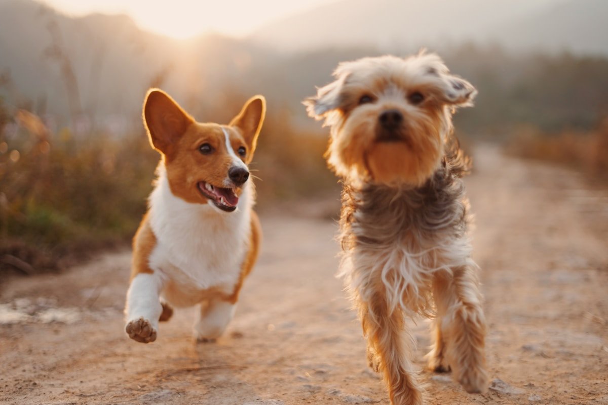 Pet ansioso quando você sai: o que tentar primeiro