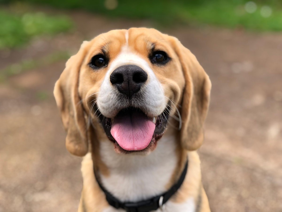 Pet idoso: adaptação de rotina em casa